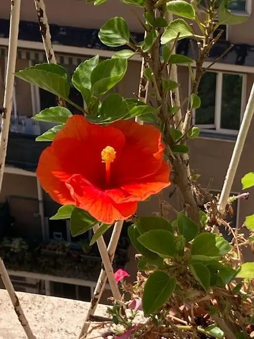 Attico Lucrino Panoramico Apartment Rome Italy